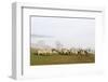 Sheep in Misty Weather on the Mynyd Epynt Moorland, Powys, Wales, United Kingdom-Graham Lawrence-Framed Photographic Print