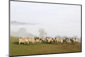 Sheep in Misty Weather on the Mynyd Epynt Moorland, Powys, Wales, United Kingdom-Graham Lawrence-Mounted Photographic Print