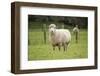 Sheep in Paddock-Brackish NZ-Framed Photographic Print