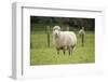 Sheep in Paddock-Brackish NZ-Framed Photographic Print