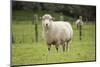 Sheep in Paddock-Brackish NZ-Mounted Photographic Print