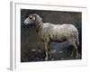 Sheep in Profile-Stefano Bruzzi-Framed Giclee Print