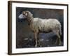 Sheep in Profile-Stefano Bruzzi-Framed Giclee Print