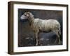 Sheep in Profile-Stefano Bruzzi-Framed Giclee Print