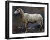 Sheep in Profile-Stefano Bruzzi-Framed Giclee Print