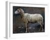 Sheep in Profile-Stefano Bruzzi-Framed Giclee Print