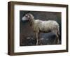 Sheep in Profile-Stefano Bruzzi-Framed Giclee Print