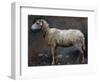Sheep in Profile-Stefano Bruzzi-Framed Giclee Print
