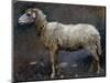 Sheep in Profile-Stefano Bruzzi-Mounted Giclee Print