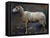 Sheep in Profile-Stefano Bruzzi-Framed Stretched Canvas