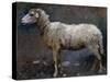 Sheep in Profile-Stefano Bruzzi-Stretched Canvas