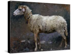 Sheep in Profile-Stefano Bruzzi-Stretched Canvas