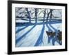 Sheep in Snow, Derbyshire-Andrew Macara-Framed Giclee Print