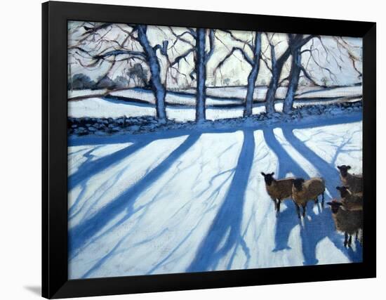 Sheep in Snow, Derbyshire-Andrew Macara-Framed Giclee Print