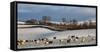 Sheep in snow, Eden Valley, Lower Pennines, Cumbria, England-James Emmerson-Framed Stretched Canvas