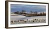 Sheep in snow, Eden Valley, Lower Pennines, Cumbria, England-James Emmerson-Framed Photographic Print