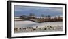 Sheep in snow, Eden Valley, Lower Pennines, Cumbria, England-James Emmerson-Framed Photographic Print