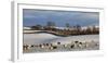 Sheep in snow, Eden Valley, Lower Pennines, Cumbria, England-James Emmerson-Framed Photographic Print