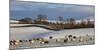 Sheep in snow, Eden Valley, Lower Pennines, Cumbria, England-James Emmerson-Mounted Photographic Print