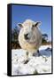 Sheep in Snow-null-Framed Stretched Canvas