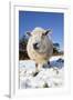 Sheep in Snow-null-Framed Photographic Print