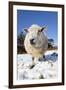 Sheep in Snow-null-Framed Photographic Print