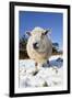 Sheep in Snow-null-Framed Photographic Print