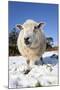 Sheep in Snow-null-Mounted Photographic Print