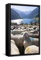 Sheep in the Alps Between South Tyrol, Italy, and North Tyrol, Austria-Martin Zwick-Framed Stretched Canvas