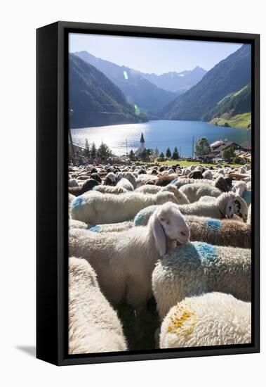 Sheep in the Alps Between South Tyrol, Italy, and North Tyrol, Austria-Martin Zwick-Framed Stretched Canvas