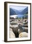 Sheep in the Alps Between South Tyrol, Italy, and North Tyrol, Austria-Martin Zwick-Framed Photographic Print
