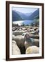 Sheep in the Alps Between South Tyrol, Italy, and North Tyrol, Austria-Martin Zwick-Framed Photographic Print