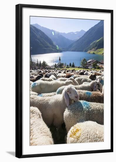 Sheep in the Alps Between South Tyrol, Italy, and North Tyrol, Austria-Martin Zwick-Framed Photographic Print