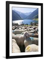 Sheep in the Alps Between South Tyrol, Italy, and North Tyrol, Austria-Martin Zwick-Framed Photographic Print