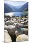 Sheep in the Alps Between South Tyrol, Italy, and North Tyrol, Austria-Martin Zwick-Mounted Photographic Print