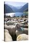 Sheep in the Alps Between South Tyrol, Italy, and North Tyrol, Austria-Martin Zwick-Stretched Canvas