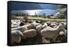 Sheep in the Alps Between South Tyrol, Italy, and North Tyrol, Austria-Martin Zwick-Framed Stretched Canvas