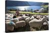 Sheep in the Alps Between South Tyrol, Italy, and North Tyrol, Austria-Martin Zwick-Stretched Canvas