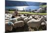 Sheep in the Alps Between South Tyrol, Italy, and North Tyrol, Austria-Martin Zwick-Mounted Photographic Print