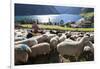 Sheep in the Alps Between South Tyrol, Italy, and North Tyrol, Austria-Martin Zwick-Framed Photographic Print