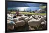 Sheep in the Alps Between South Tyrol, Italy, and North Tyrol, Austria-Martin Zwick-Framed Photographic Print