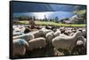 Sheep in the Alps Between South Tyrol, Italy, and North Tyrol, Austria-Martin Zwick-Framed Stretched Canvas