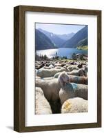 Sheep in the Alps Between South Tyrol, Italy, and North Tyrol, Austria-Martin Zwick-Framed Photographic Print