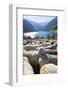 Sheep in the Alps Between South Tyrol, Italy, and North Tyrol, Austria-Martin Zwick-Framed Photographic Print