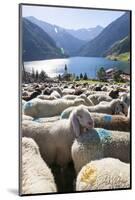 Sheep in the Alps Between South Tyrol, Italy, and North Tyrol, Austria-Martin Zwick-Mounted Photographic Print