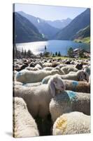 Sheep in the Alps Between South Tyrol, Italy, and North Tyrol, Austria-Martin Zwick-Stretched Canvas