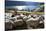 Sheep in the Alps Between South Tyrol, Italy, and North Tyrol, Austria-Martin Zwick-Stretched Canvas