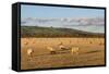 Sheep in the Cotswolds, Tewkesbury, Gloucestershire, England, United Kingdom, Europe-Matthew Williams-Ellis-Framed Stretched Canvas