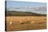 Sheep in the Cotswolds, Tewkesbury, Gloucestershire, England, United Kingdom, Europe-Matthew Williams-Ellis-Stretched Canvas