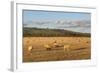 Sheep in the Cotswolds, Tewkesbury, Gloucestershire, England, United Kingdom, Europe-Matthew Williams-Ellis-Framed Photographic Print